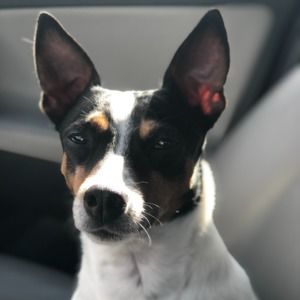 Meet your Posher, Pia